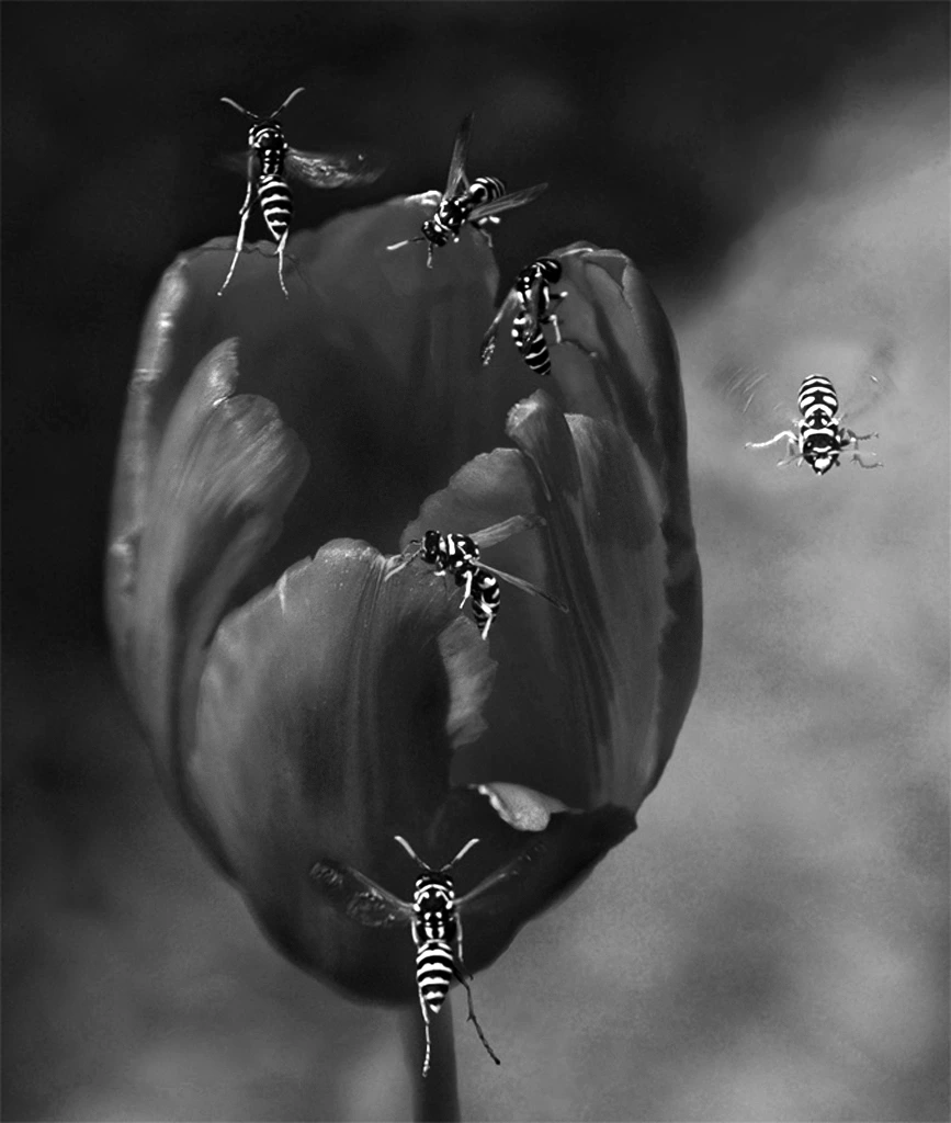 NATURE photography by Dianne Yudelson