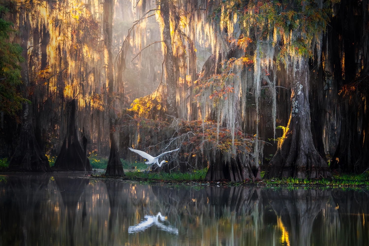 NATURE at Americana Photo Awards