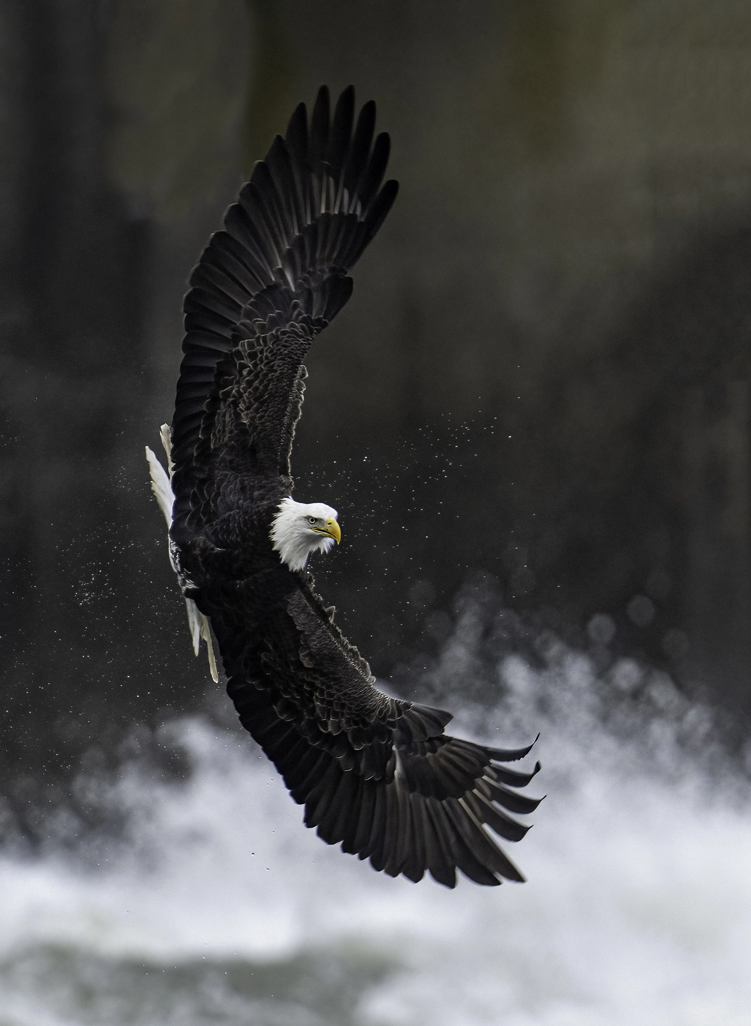 WILDLIFE at Americana Photo Awards