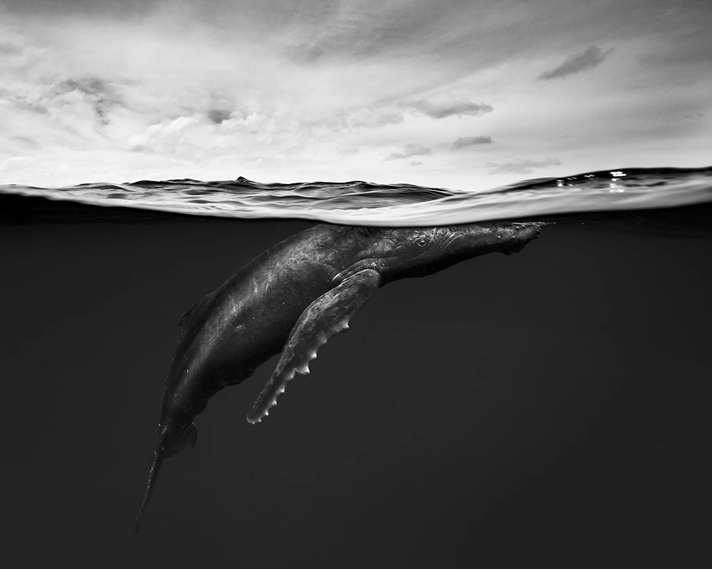WILDLIFE - Matthew Smith