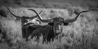 Horns and Thorns