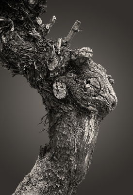 Wine Vine 24 - Becker Vineyards, Fredericksburg, Texas
