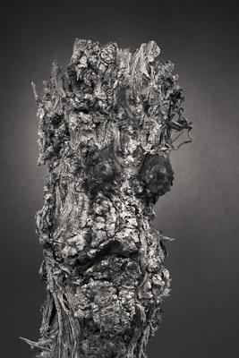 Wine Vine 340