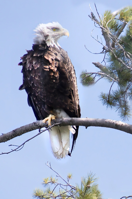 Bald Eagle