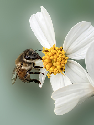 Bee Rescued
