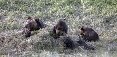 Grizzly