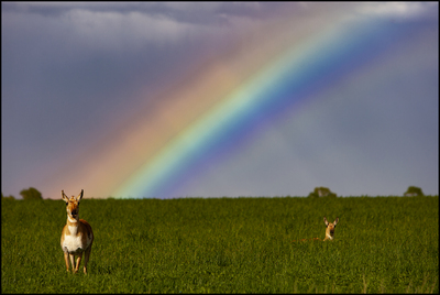 Antelope