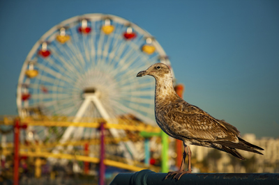 Carnival Gull