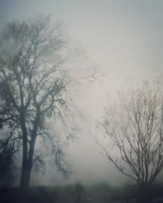 Morning Fog 