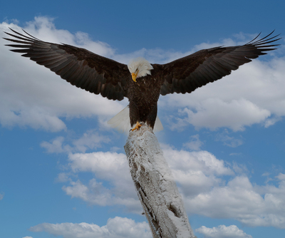 Bald Eagle