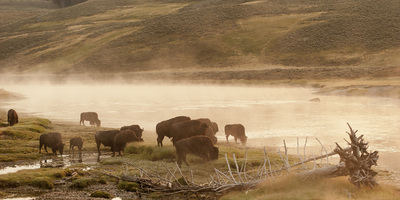 Bison