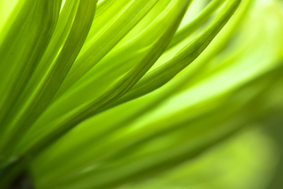 Green Peace 2