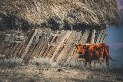 Graze