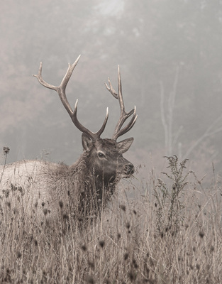 American Elk