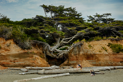Tree of Life