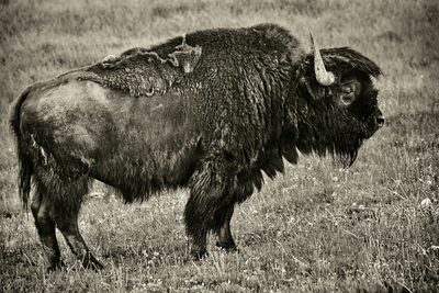 Bison