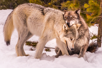 Brother Wolves