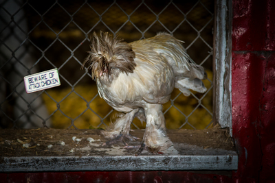 Attack Chicken Danger!