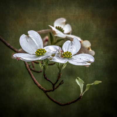 Dogwood