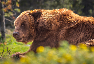 Grizzly