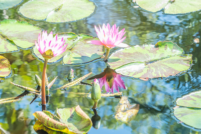 Lilly Pad #2
