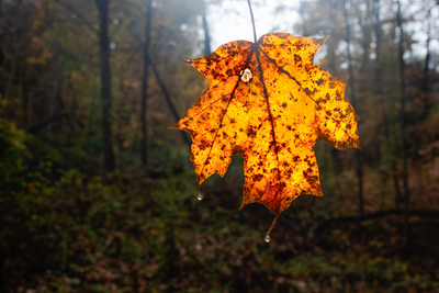 Moody Fall Day