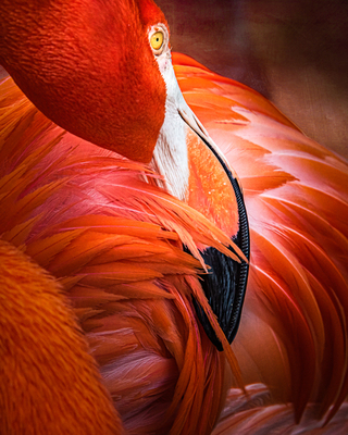 Preening