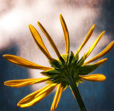 Sunbright